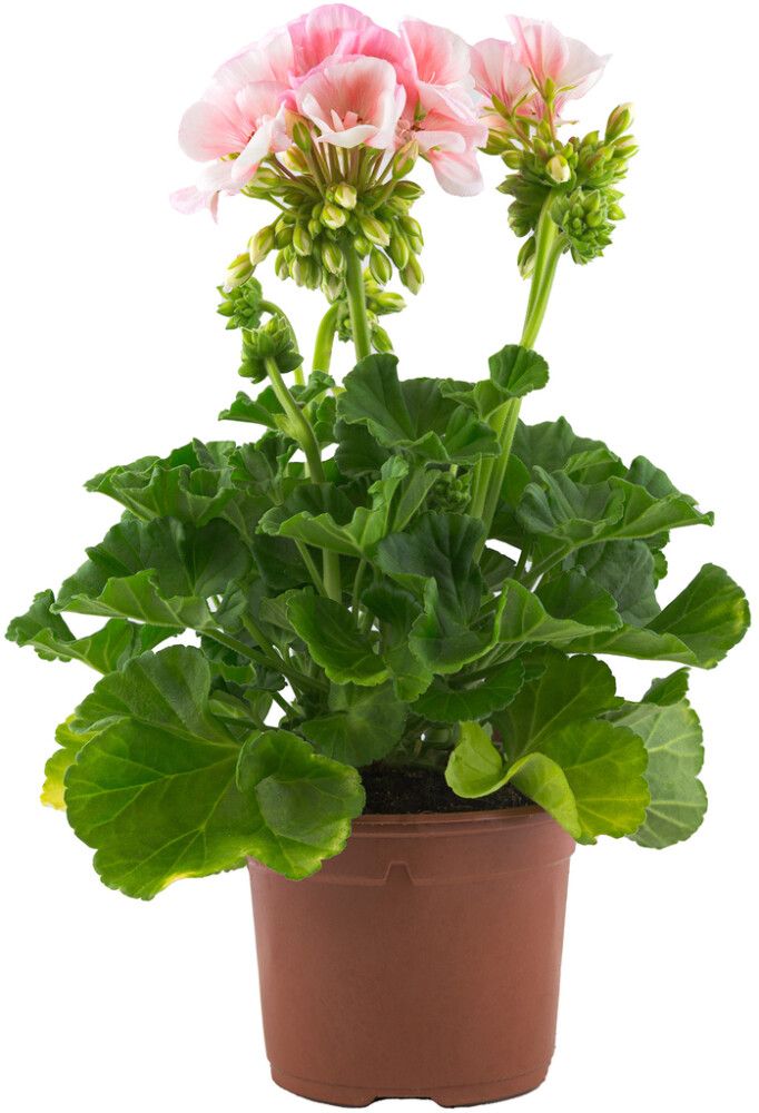 Pelargoni mix Kotimainen P14