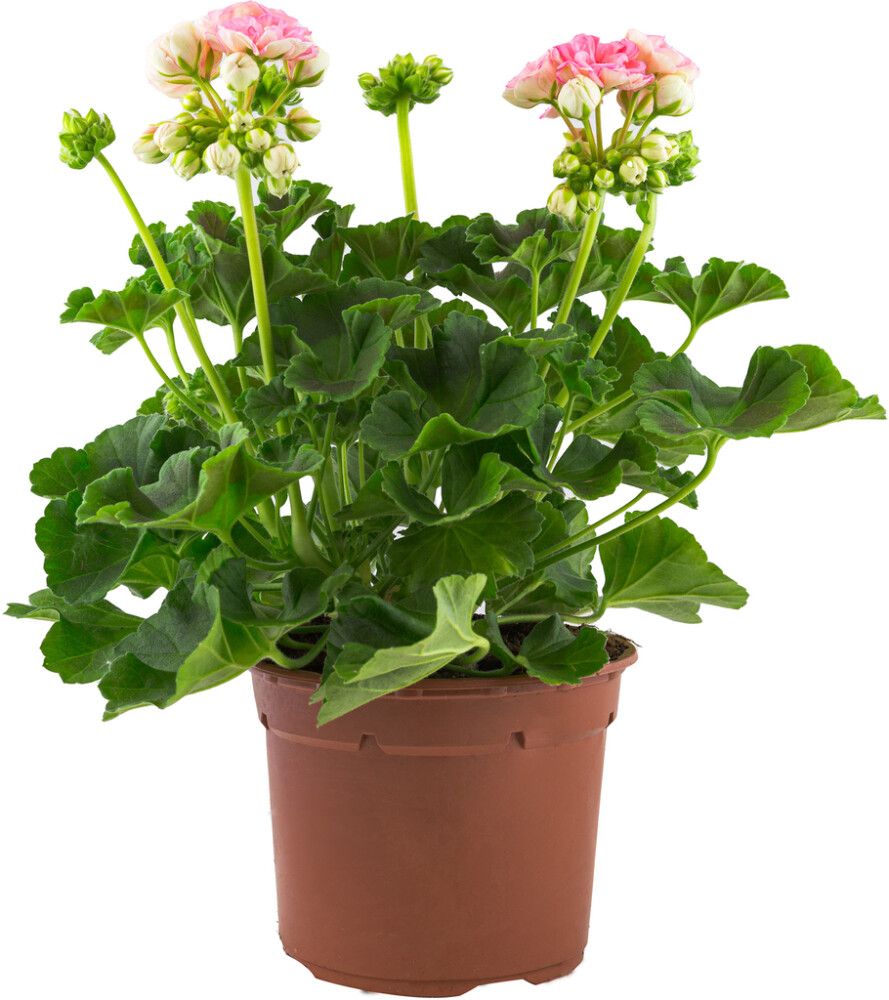 Pelargoni mix Kotimainen P14
