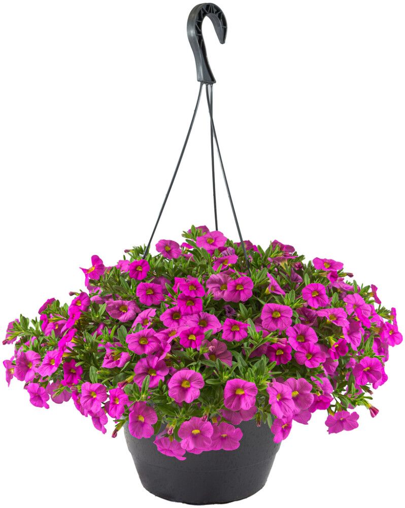 Miljoonakello Calibrachoa amppeli Kotimainen P25