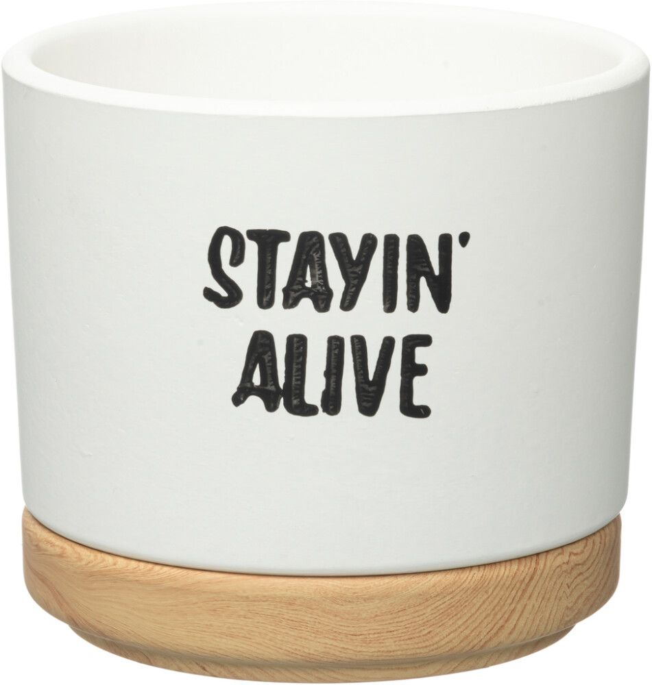 Suojaruukku Quotes aluslautasella lajitelma