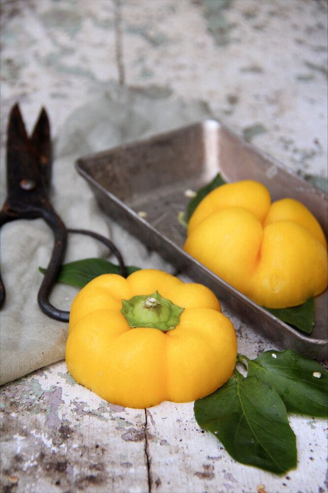 Paprika Cuneo Giallo