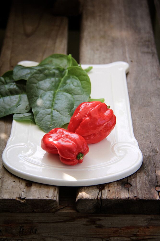 Chilipaprika Naga Morich