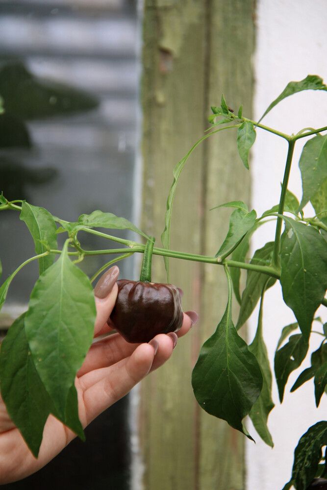 Chilipaprika Habanero Chocolate