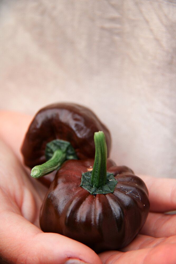 Chilipaprika Habanero Chocolate