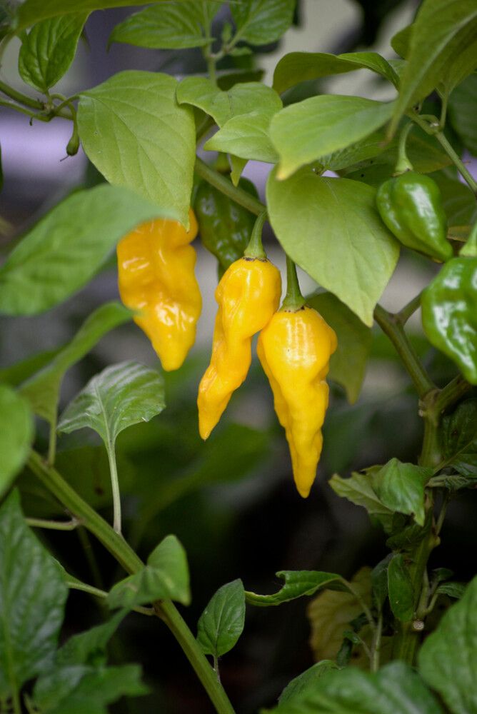 Chilipaprika Havanna Drago Yellow