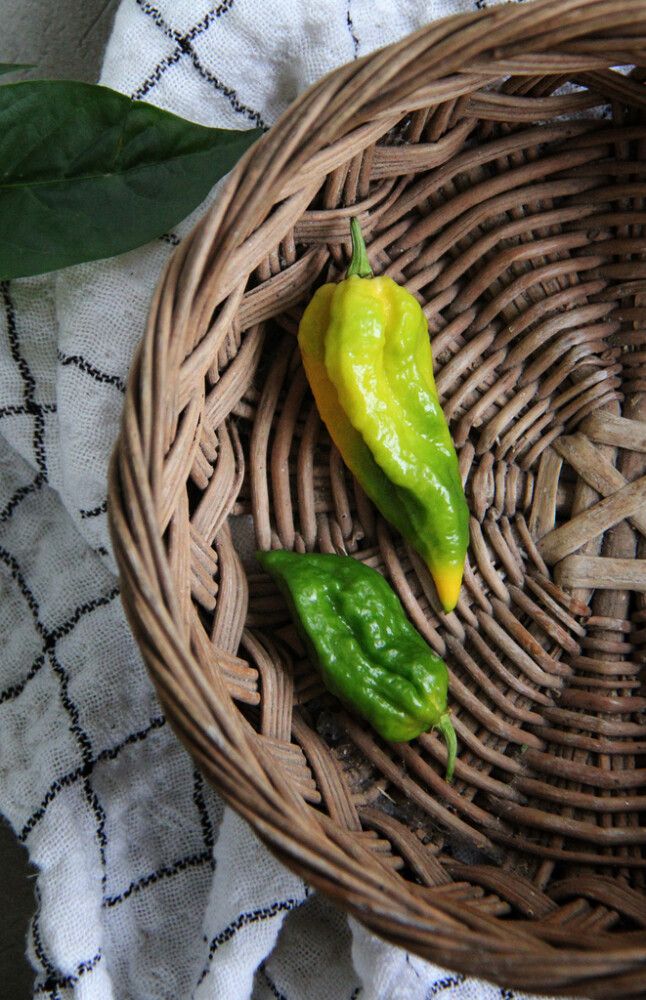 Chilipaprika Havanna Drago Yellow