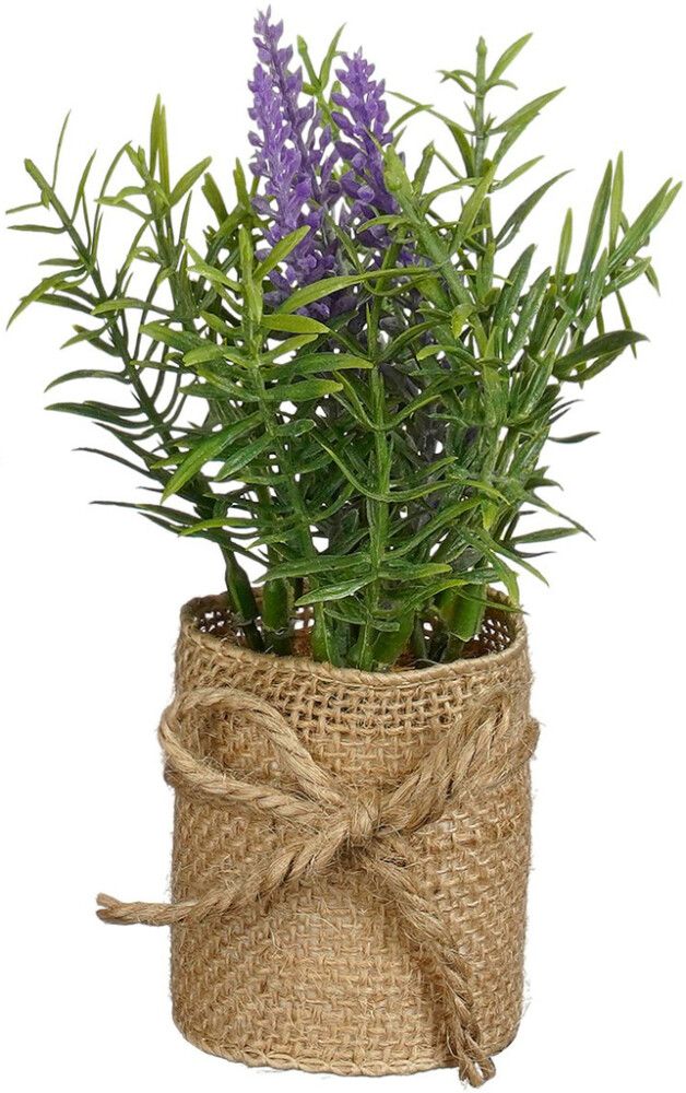 Silkkikasvi juuttiruukussa lajitelma