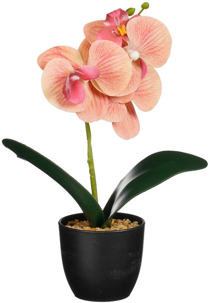 Silkkikasvi orkidea ruukussa lajitelma