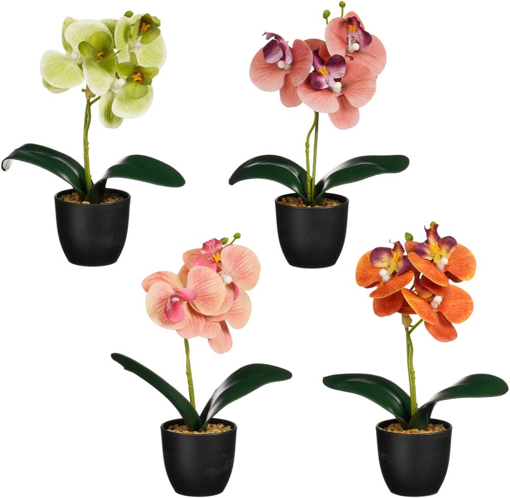 Silkkikasvi orkidea ruukussa lajitelma