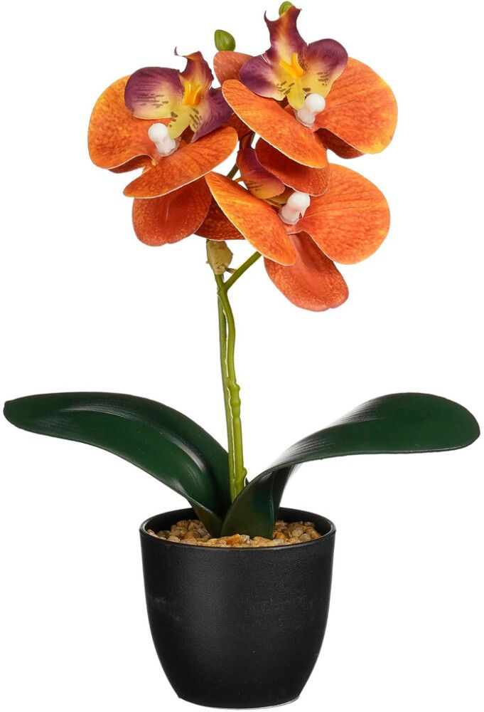 Silkkikasvi orkidea ruukussa lajitelma