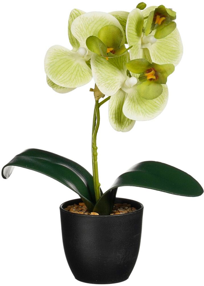 Silkkikasvi orkidea ruukussa lajitelma