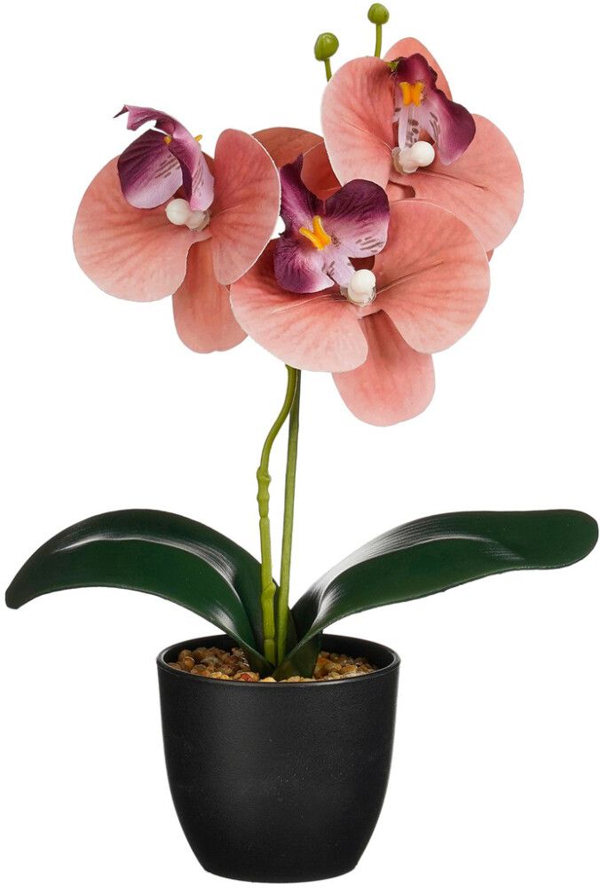 Silkkikasvi orkidea ruukussa lajitelma