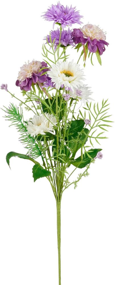 Silkkikasvi päivänkakkara 60 cm lajitelma