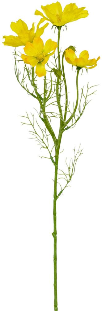 Silkkikasvi Cosmos 60 cm keltainen