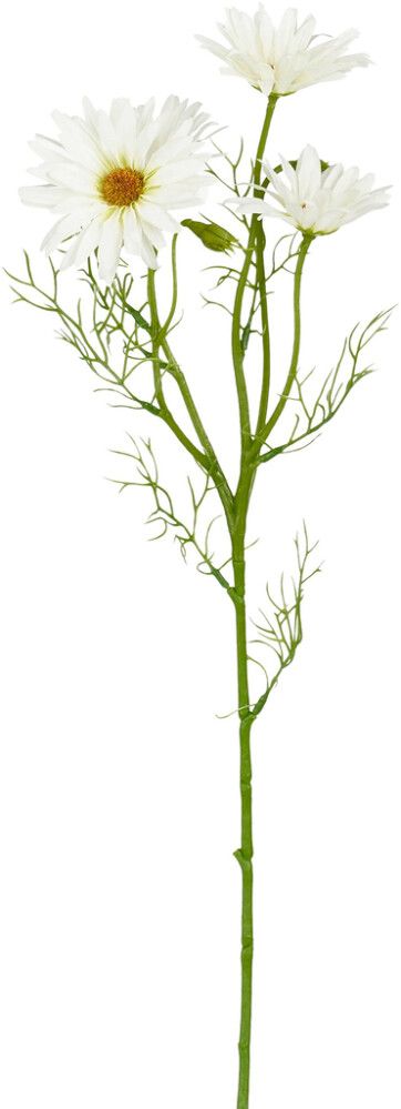 Silkkikasvi Päivänkakkara 60 cm valkoinen