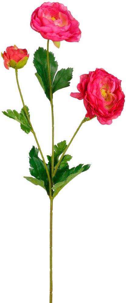 Silkkikasvi Leinikki 66 cm fuksia