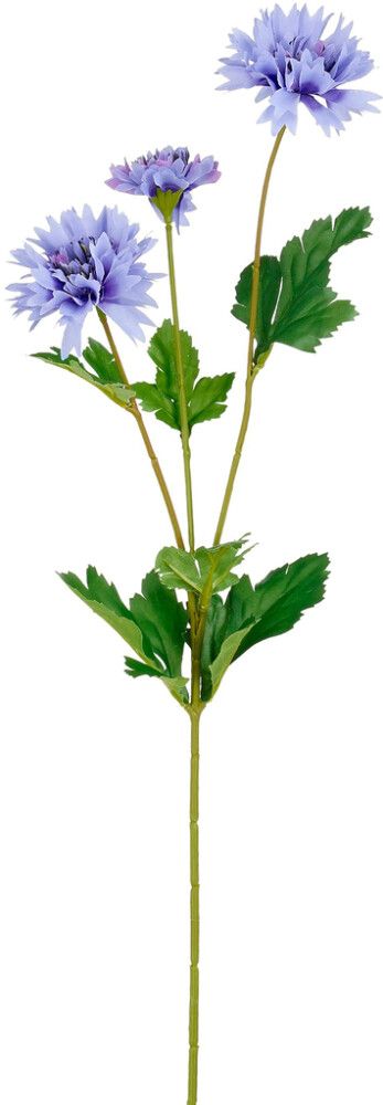 Silkkikasvi Ruiskaunokki 66 cm sininen