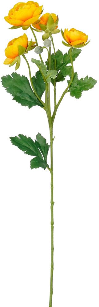 Silkkikasvi Leinikki 62 cm keltainen