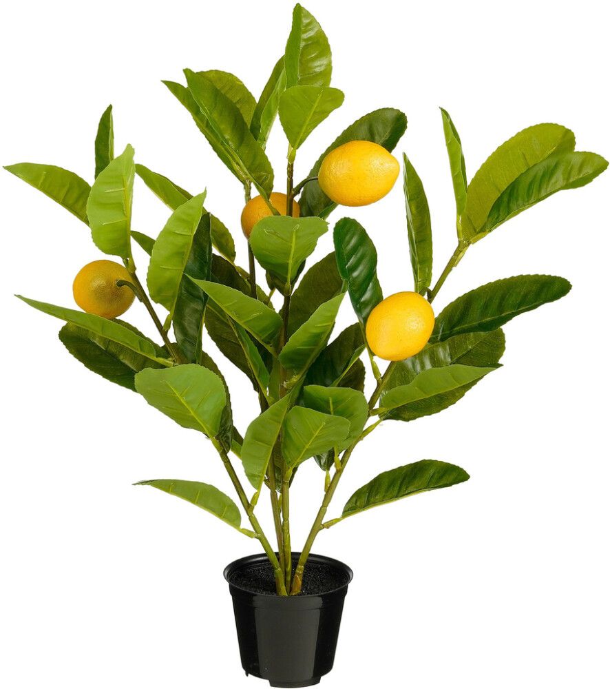 Silkkikasvi Sitruunapuu ruukussa 46 cm