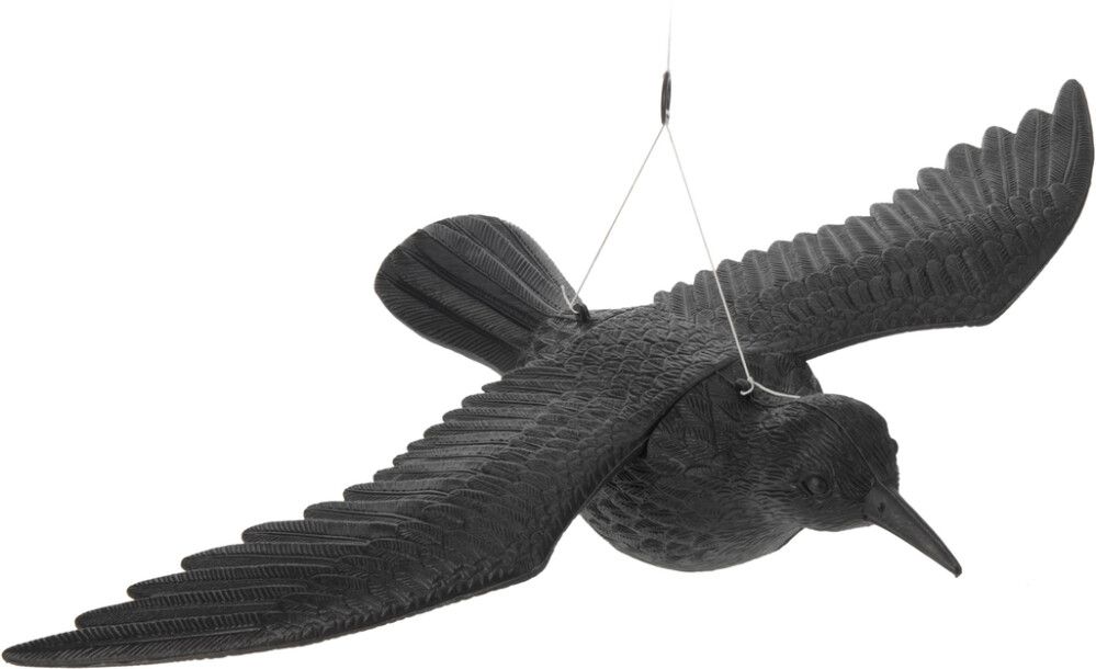 Puutarhakoriste korppi musta