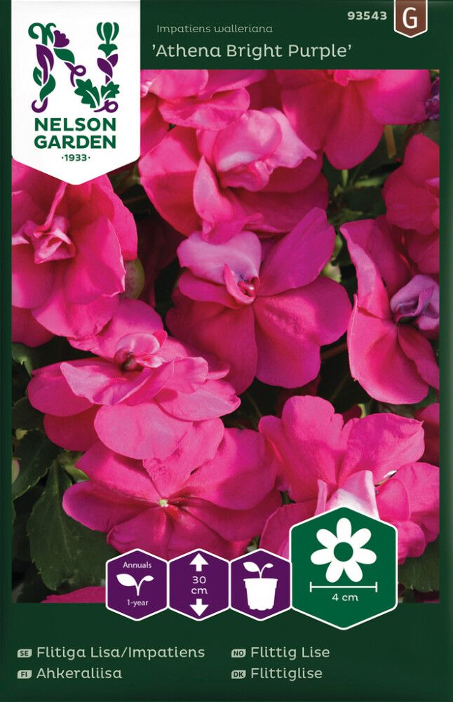 Ahkeraliisa Athena Bright Purple