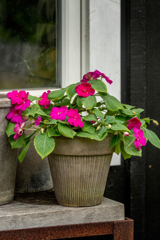 Ahkeraliisa Athena Bright Purple