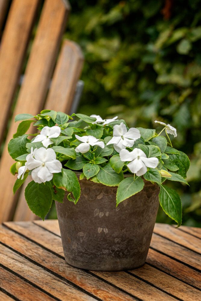 Ahkeraliisa Beacon Chicago Mixture