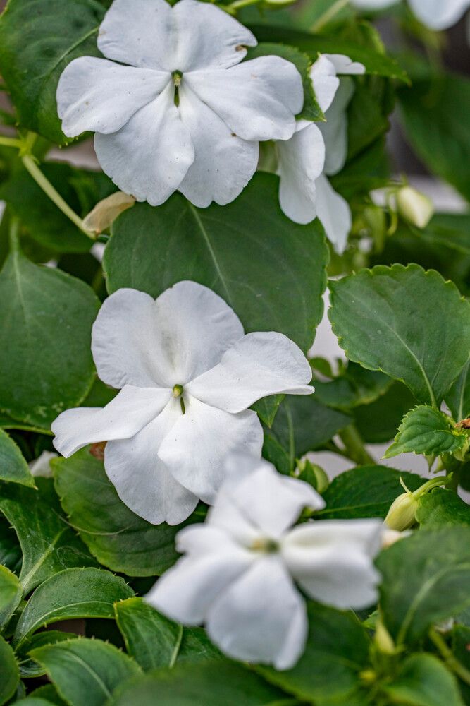 Ahkeraliisa Beacon Chicago Mixture