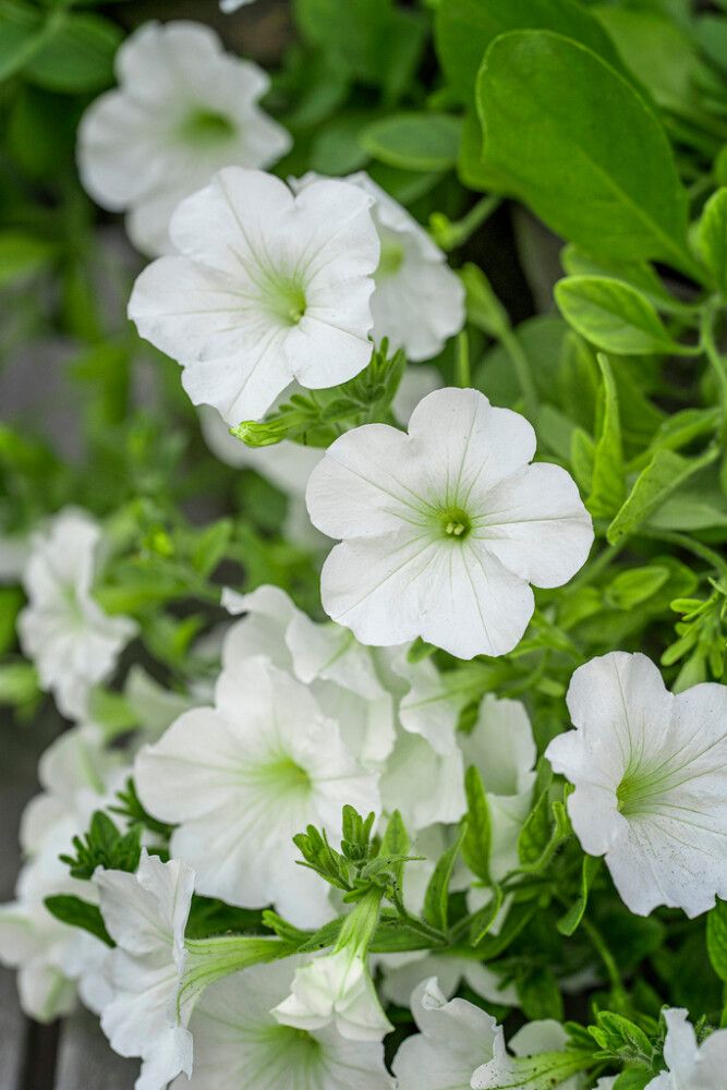 Petunia Opera Supreme White