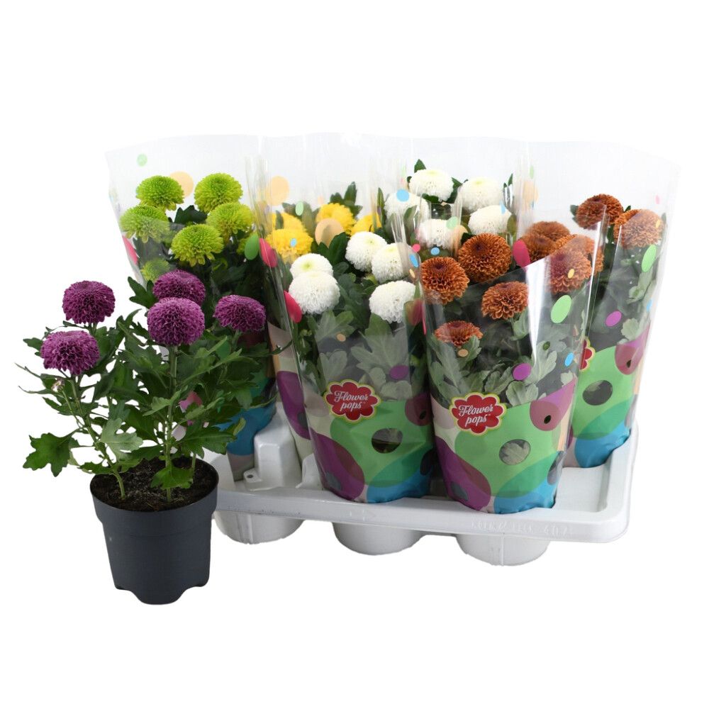 Krysanteemi Flowerpops P14