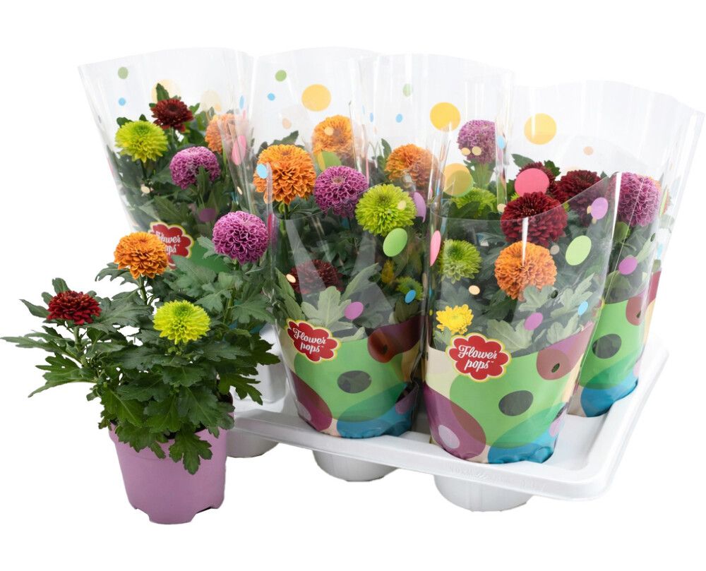 Krysanteemi Flowerpops P14