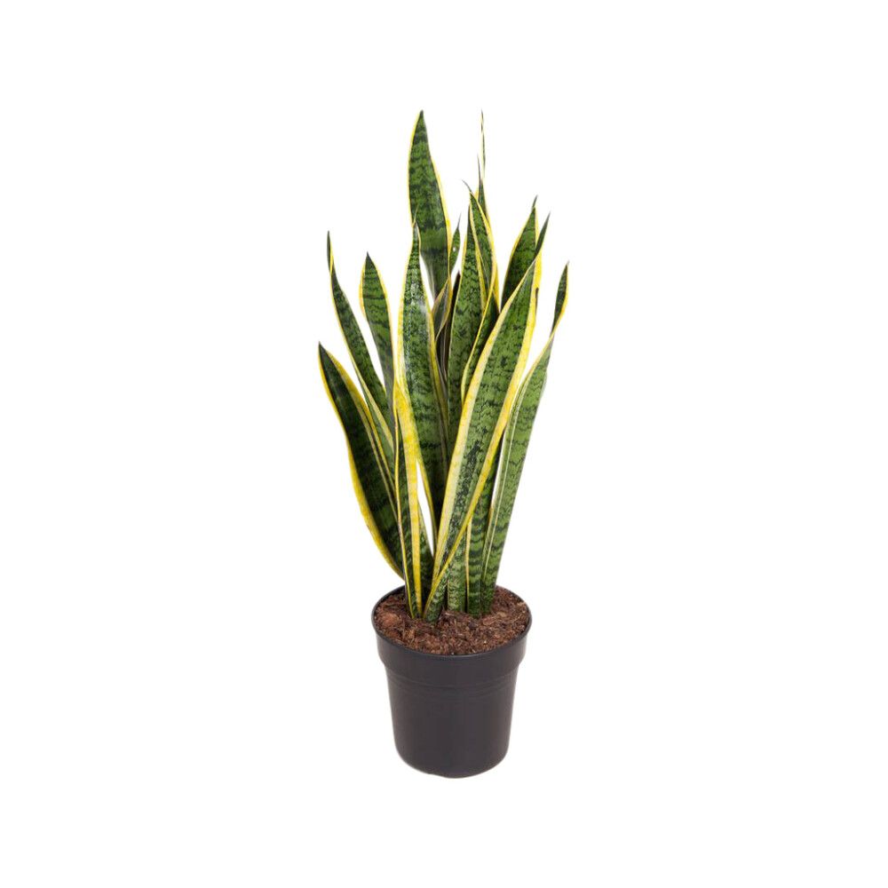 Viherkasvi Mix P21 lajitelma