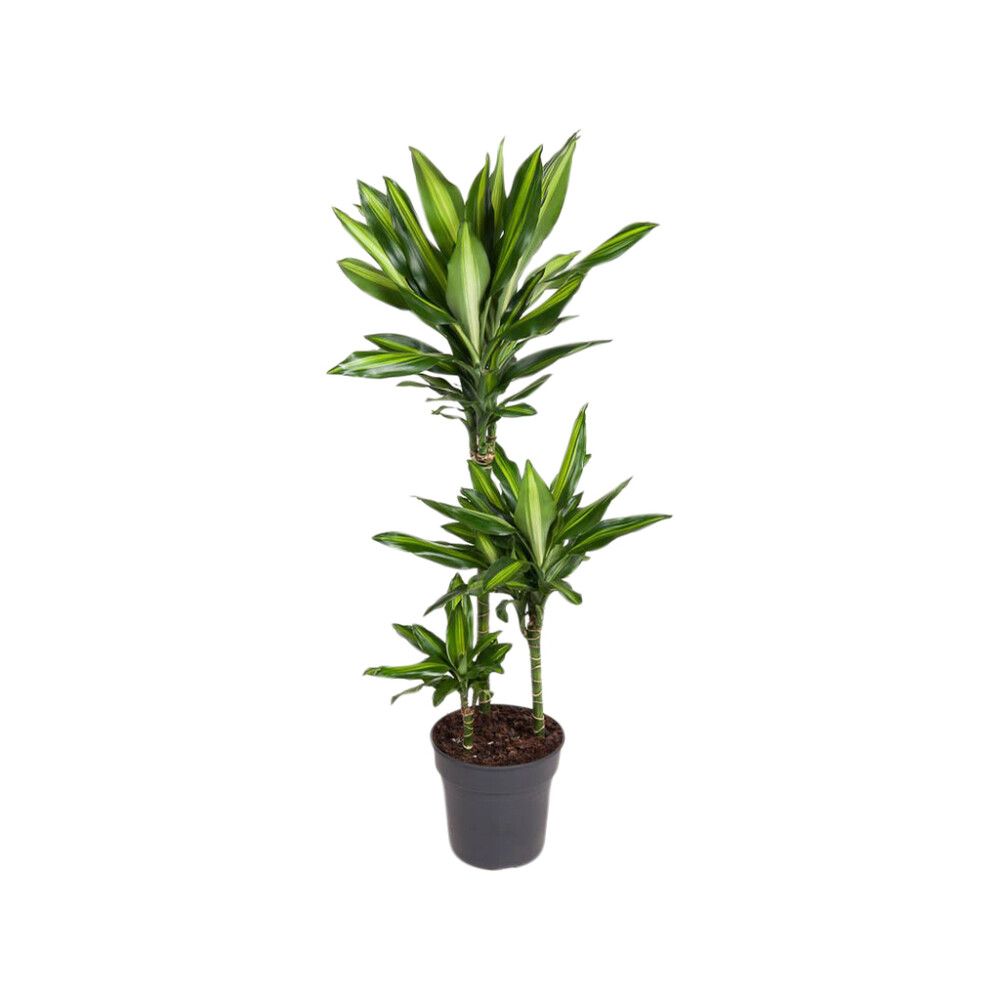 Viherkasvi Mix P21 lajitelma