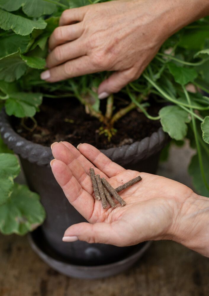 Yrttiravinnepuikko Kekkilä 30 kpl