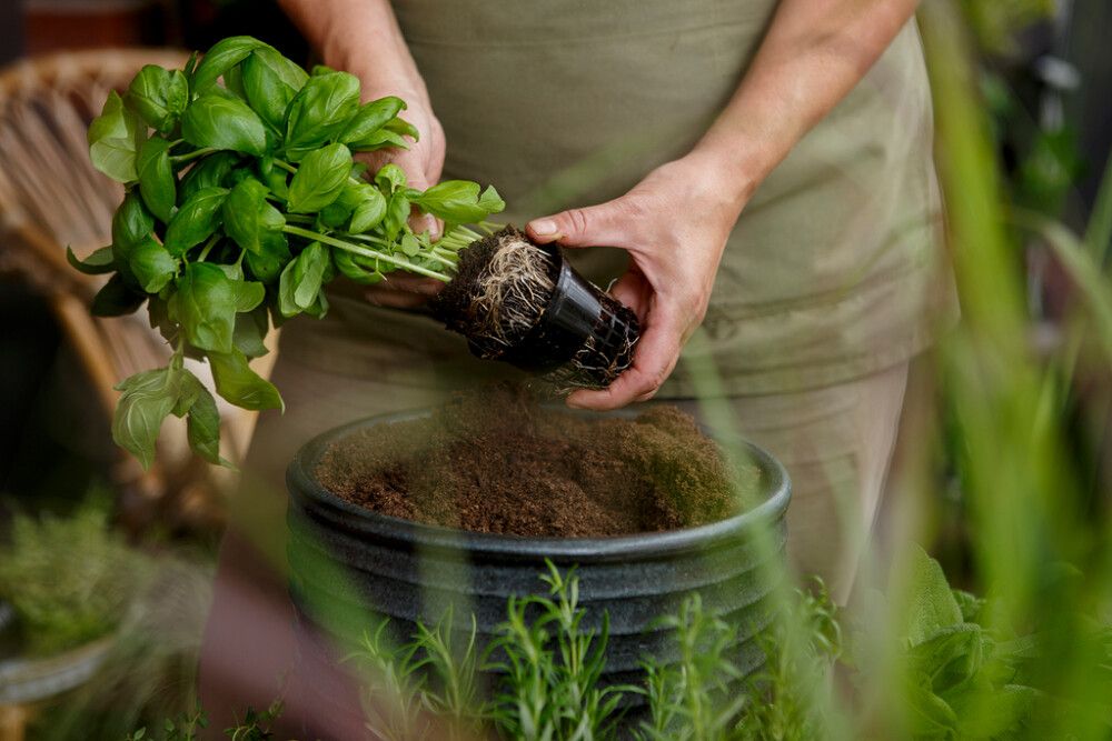 Yrttimulta Kekkilä luonnonmukainen 4 l