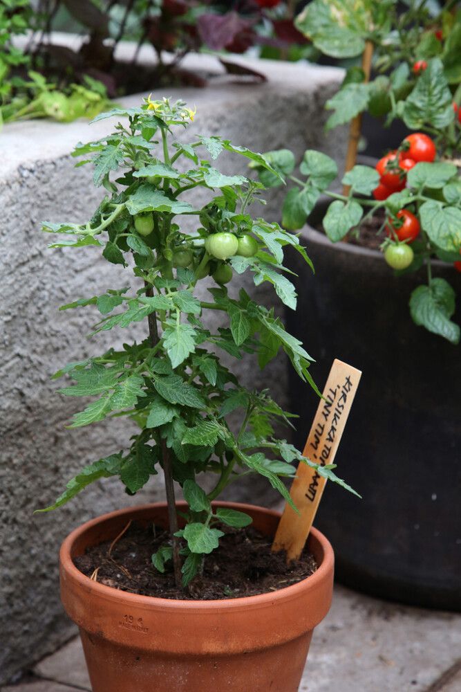 Tomaatti- ja chilimulta Kekkilä 4 l