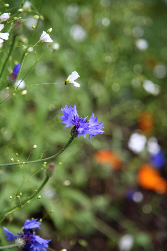Siemenseos Kekkilä Pölyttäjäniitty 25 g