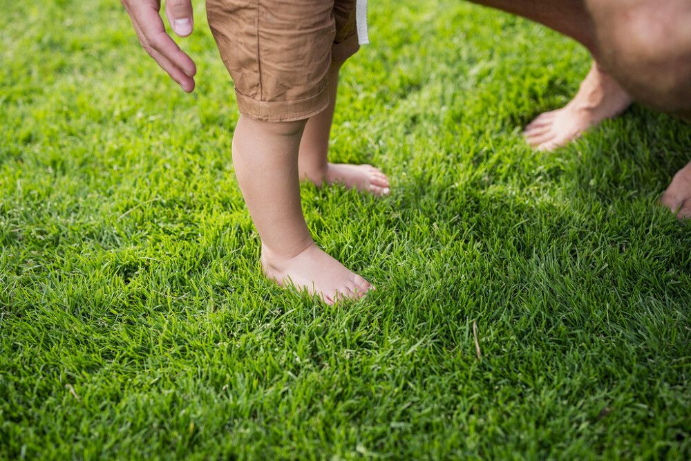 Paikkausnurmikkoseos Kekkilä 500 g