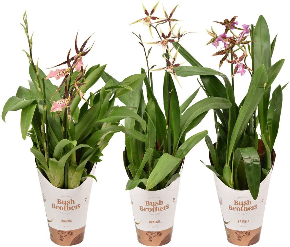 Hämähäkkikämmekkä Brassia Mix 2-vanaa P12