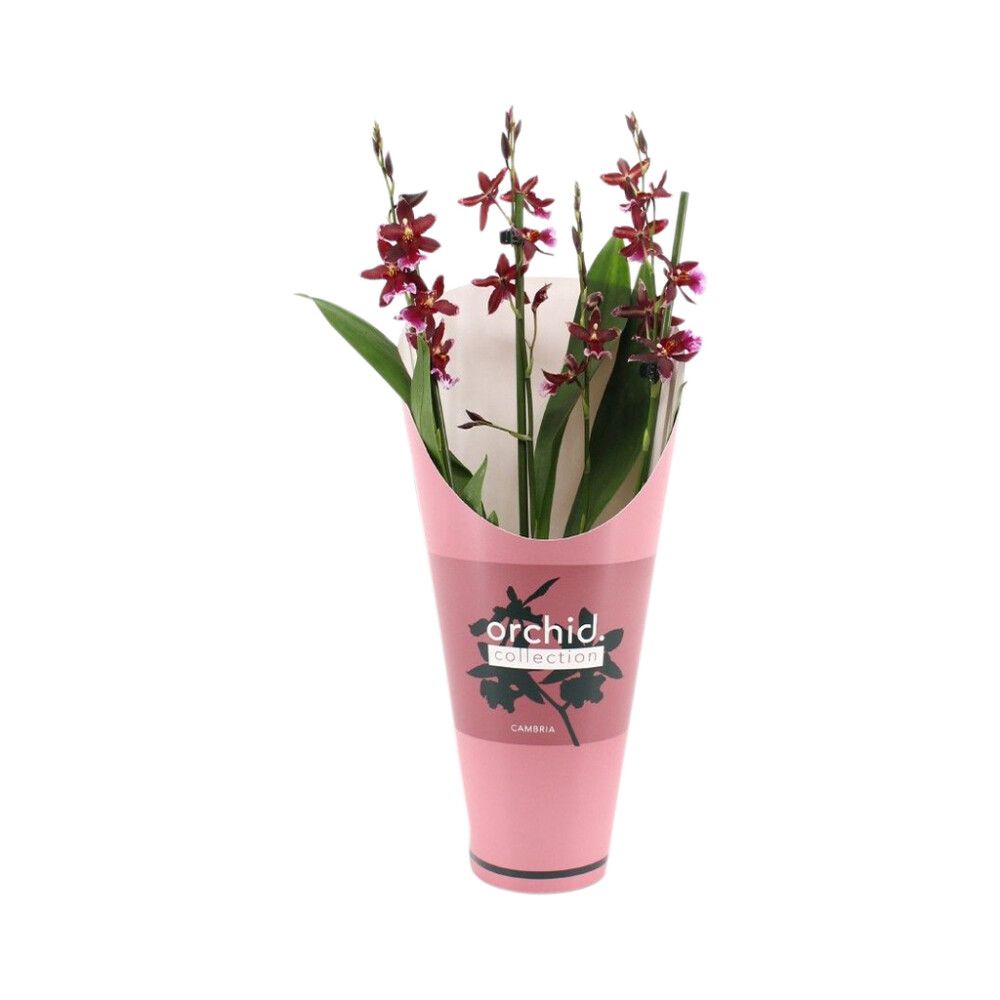 Orkidea Cambria Barrocco 3/4-vanaa P12