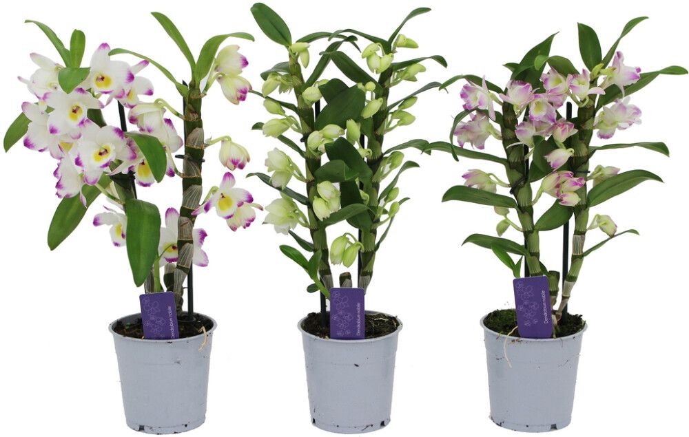 Puikkokämmekkä Nobil Mix P12