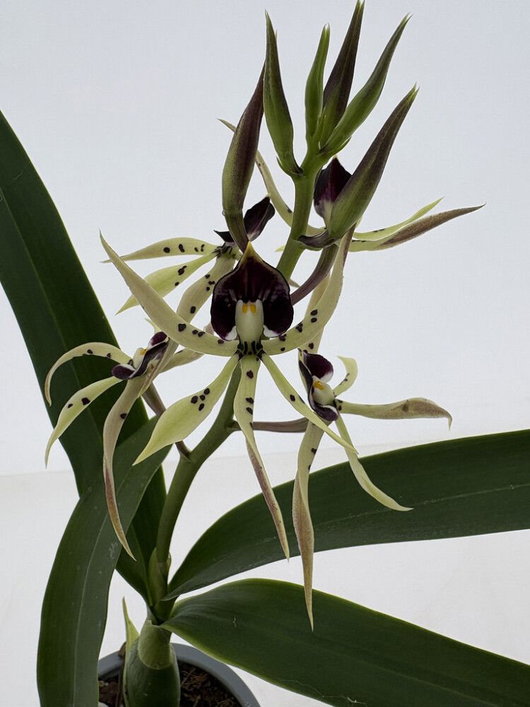 Orkidea Encyclia vihreä P12