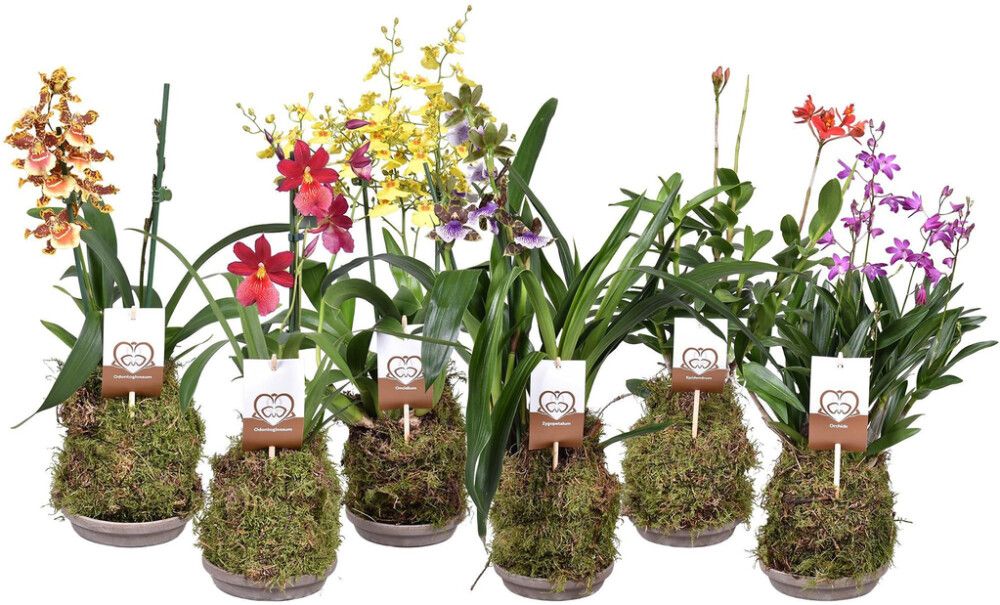 Metsäorkidea 2-vanaa Mix P14