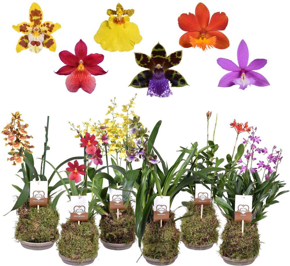 Metsäorkidea 2-vanaa Mix P14