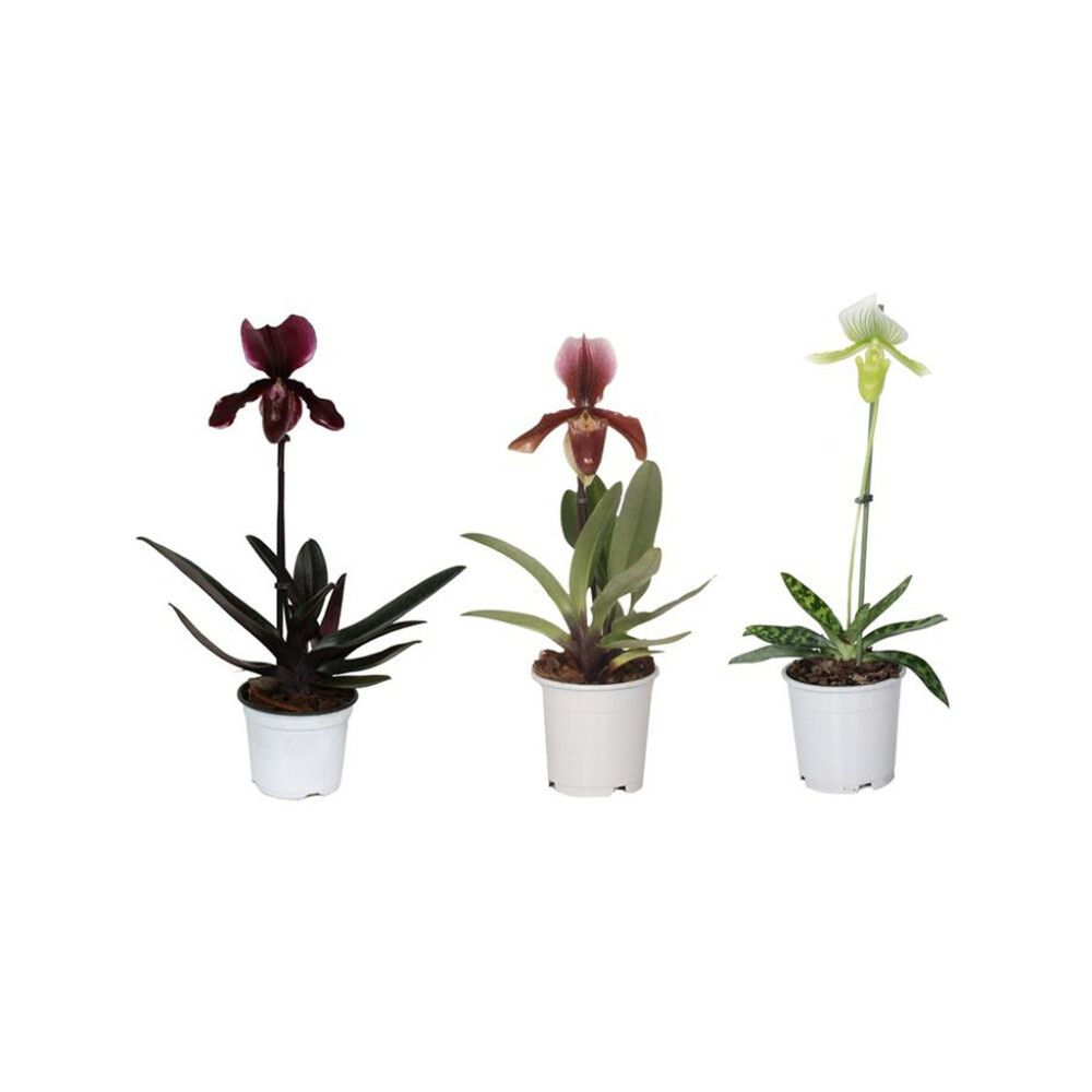 Venuksenkenkä Paphiopedilum Mix P12