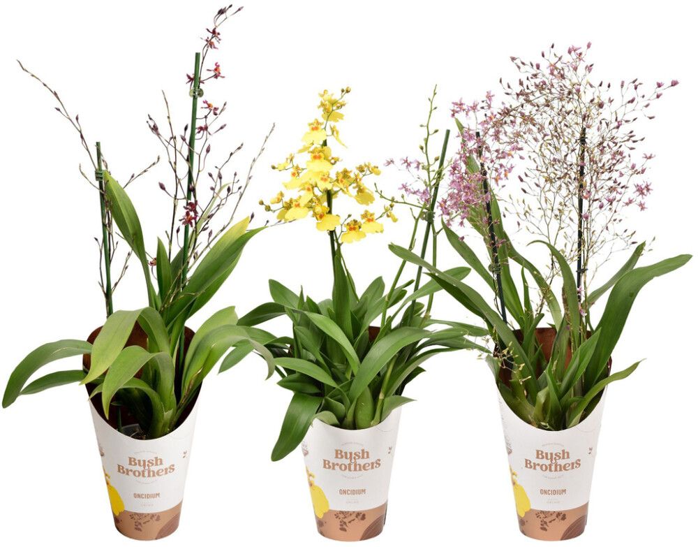 Oncidium 2-vanaa Mix P12