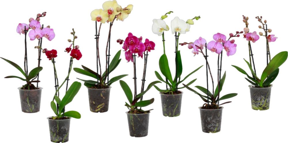 Perhoskämmekkä Mix 2-vanainen P12