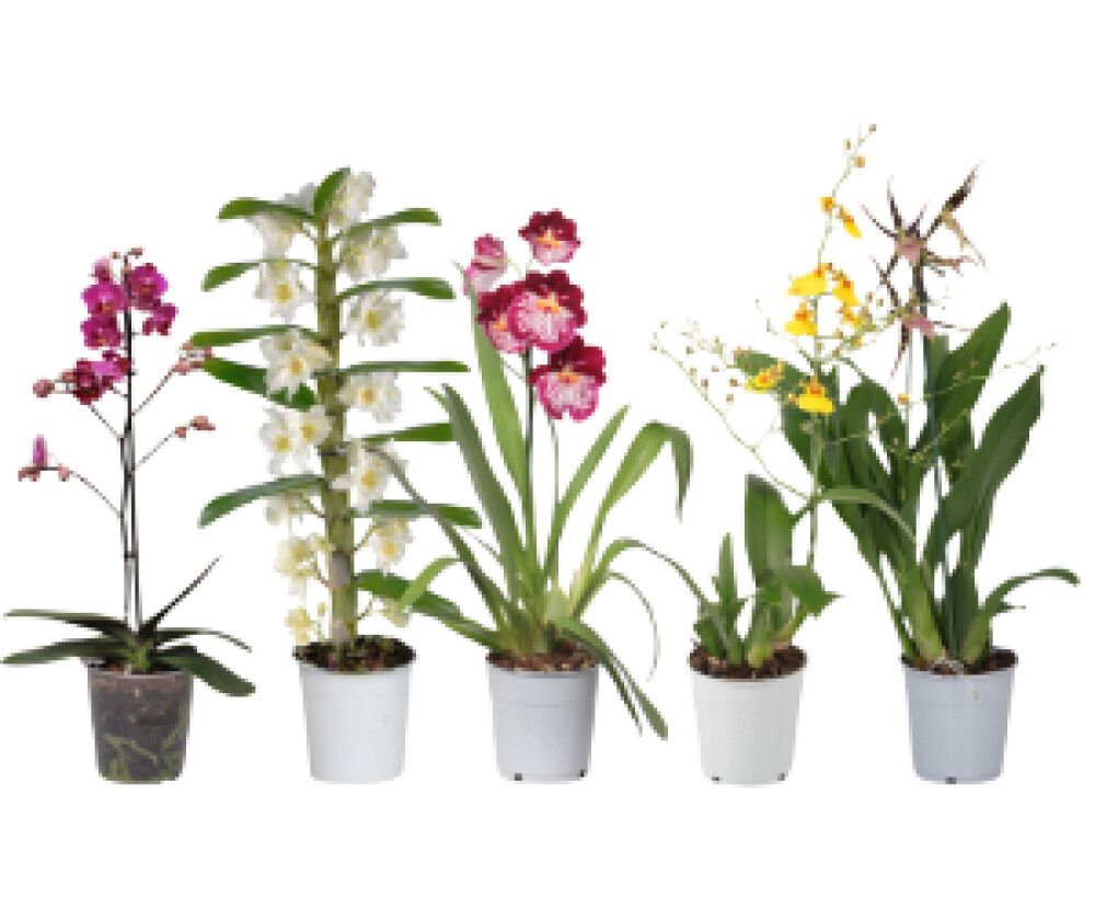 Orkidea Mix P12