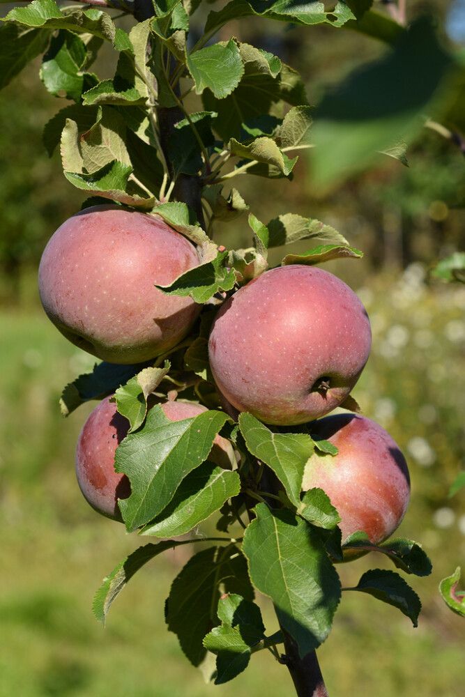 Omena Malus Domestica Daina