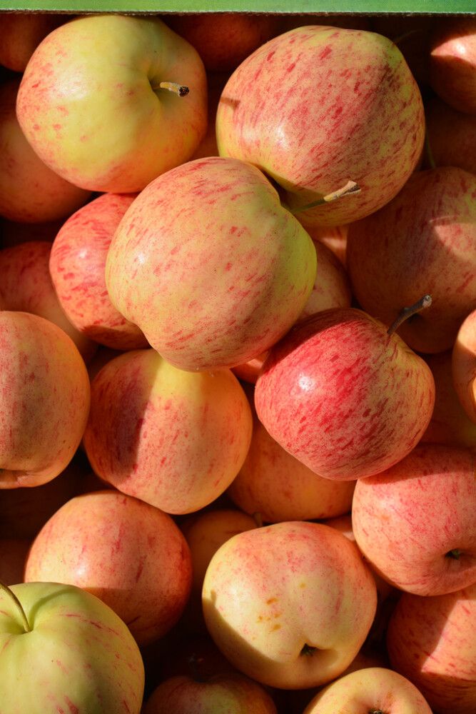 Päärynäomena Malus Domestica Moskovan